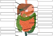 system development life cycle