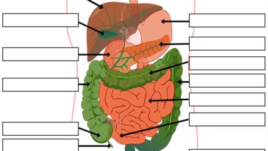 system development life cycle